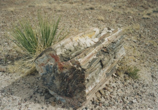Photograph